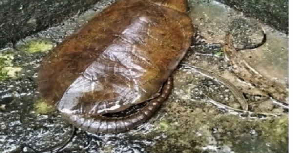 Nghe tiếng động lạ, người dân phát hiện loài vật quý hiếm tưởng như sắp tuyệt chủng: Nhiều người Việt hân hoan