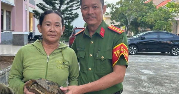 Đi hái rau, người phụ nữ bắt gặp con rùa quý nặng 2,2 kg ở Đà Nẵng