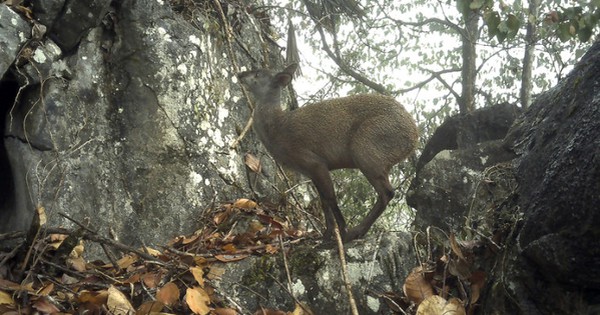Cao Bằng: Lộ diện “kho báu sống” có mùi hương đặc biệt, đang bên bờ tuyệt chủng