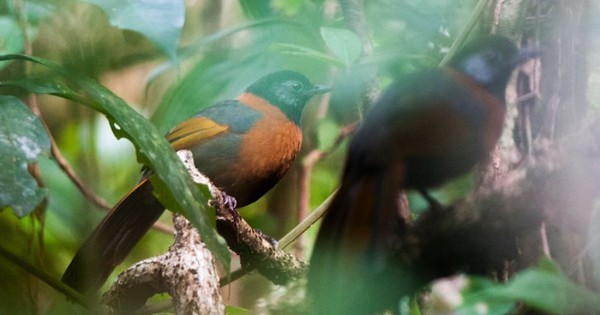Ẩn trong tán rừng Tây Nguyên tồn tại một “kho báu” chỉ có ở Việt Nam