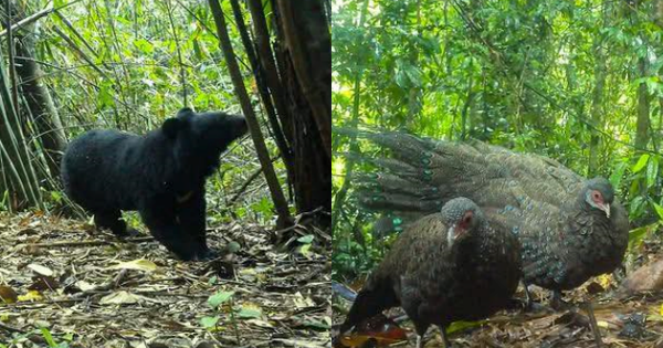 Phát hiện 2 “báu vật” trong Sách đỏ đang đi bộ giữa rừng sâu Quảng Ngãi