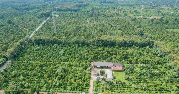 Người Tây Nguyên giàu có nhờ trồng ‘cây tiền tỷ’: Nơi trồng rất độc đáo