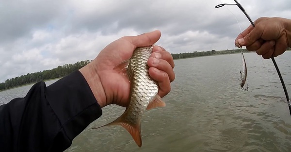 “Kỵ mã nước ngọt” dưới dòng sông Mê Kông: “Báu vật” dũng mãnh đang có nguy cơ biến mất