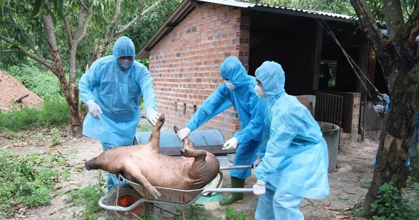 Khánh Hòa tiêu hủy hàng chục tấn lợn gà và khoanh vùng dập dịch kép