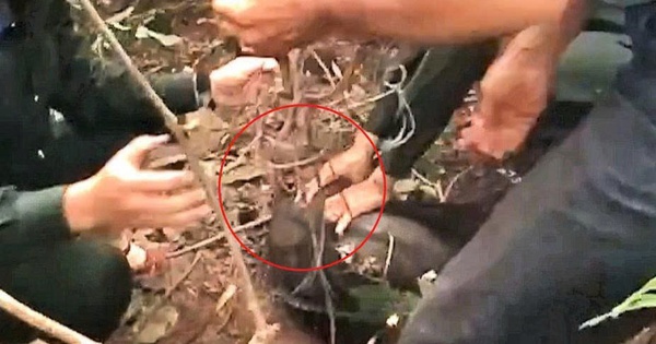 Tham quan bán đảo Sơn Trà, du khách phát hiện khỉ bị mắc vào "hàm của quỷ"