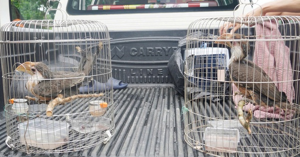 Chim lạ bay vào nhà, người dân Quảng Trị lập tức báo chính quyền - hóa ra là “báu vật” của rừng xanh