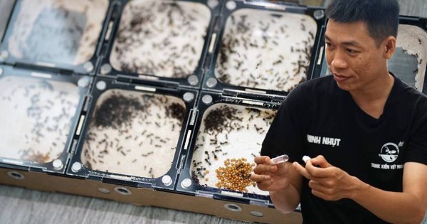 Bên trong căn hộ của chàng trai ở TP.HCM "ăn, ngủ" cùng hàng trăm đàn kiến suốt 6 năm