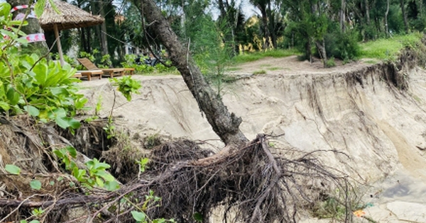 Sóng "nuốt" đường bêtông, "ngoạm" bật gốc phi lao, công phá bờ biển Hội An