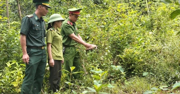 Thấy "vị khách lạ" nặng 1kg bò vào vườn sau mưa lớn, trưởng thôn ở Quảng Trị bất ngờ khi biết đây là "báu vật" rừng xanh