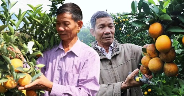 Bỏ việc ở Bệnh viện Quân y, người đàn ông về Sơn La trồng thứ cây lạ đời “ra quả không biết mệt” rồi thành tỷ phú