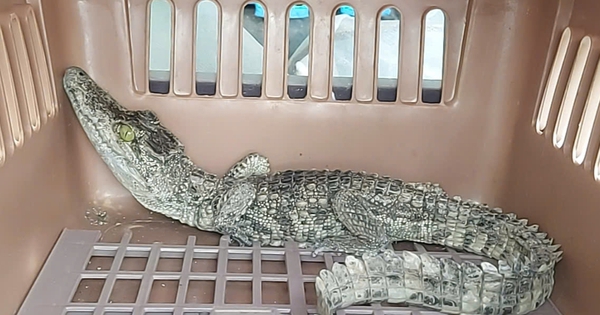 Phát hiện cá sấu trong nhà dân ở TP HCM