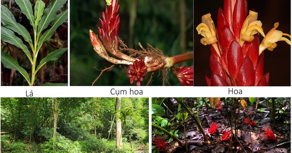 Bí ẩn trong rừng Bù Gia Mập: Lộ diện “kho báu” quý hiếm lần đầu được ghi nhận