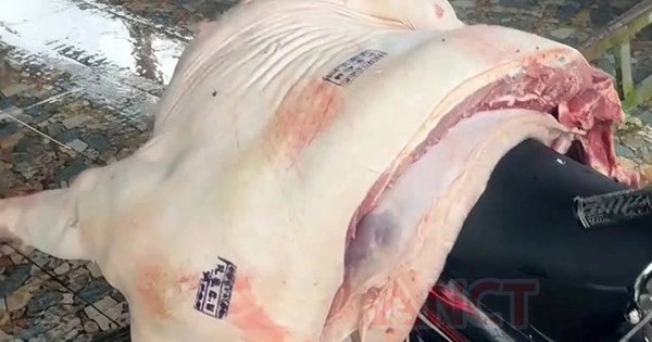 Cần Thơ: Hơn 840kg thịt lợn nhiễm dịch tả châu Phi bị tuồn ra thị trường, có con còn đóng dấu kiểm dịch