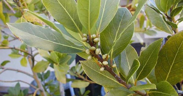 Lá dân dã Việt Nam bất ngờ được xuất khẩu sang “Tây”, giá đắt đỏ lên tới 2 triệu/kg