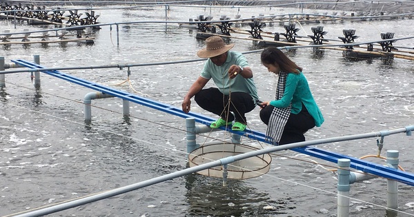 Lão nông ở Cà Mau nuôi loài ‘kho báu dưới nước’ size khủng, 4 tháng lãi gần 2 tỷ: Lập luôn kỷ lục