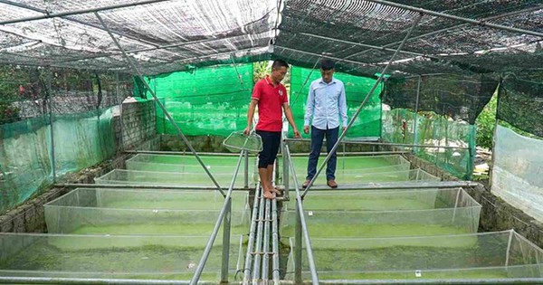 Anh nông dân nuôi con "hiền lành, mắn đẻ", nhẹ nhàng đút túi 2 tỷ đồng/năm