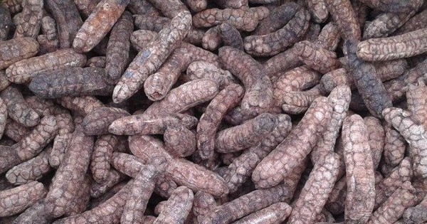 Loại quả xưa rụng đầy gốc nay thành đặc sản dân phố săn lùng, 150.000 đồng/kg