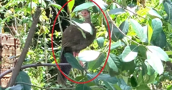 Thấy con vật có hình thù lạ trong vườn, không ngờ là loài trong Sách Đỏ