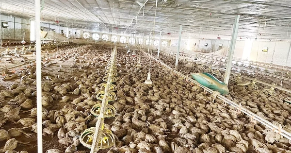 Lão nông bật khóc, chết lặng nhìn 22.000 con gà chết