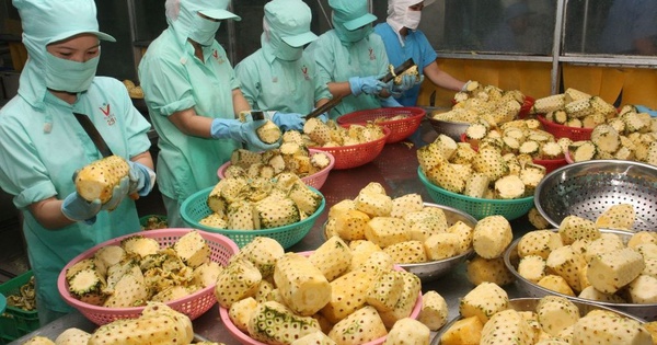 Loại quả quen thuộc của Việt Nam “gây sốt”: Có mặt ở 100 nước, doanh thu xuất khẩu 9 tháng tăng 114%