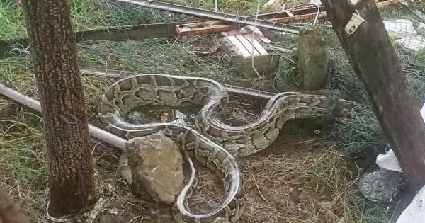 Trăn đất dài 3 m lạc vào khu dân cư ở TP Đà Nẵng