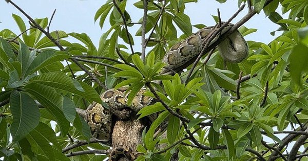 Bất ngờ con trăn dài 2 mét quấn trên cây gần bến tàu du lịch Nha Trang