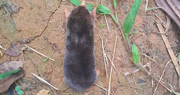 Phát hiện “kho báu sống” trên dãy Pù Luông: Loài động vật sống ngầm, hiếm gặp