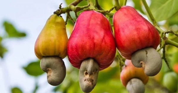 ‘Sản vật trời ban’ đưa Việt Nam lên ngôi đầu thế giới: Mỹ chi triệu đô, Trung Quốc tăng mua gấp đôi