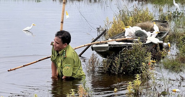 CLIP: Nhói lòng cảnh cò trắng bị khâu mắt, làm mồi nhử trên "tử địa" bẫy chim trời