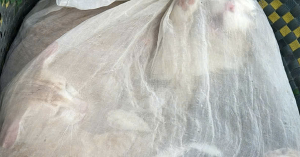 Hình ảnh sốc: 21 con mèo trong bao, lộ đường dây trộm cắp quy mô lớn ở TP.HCM