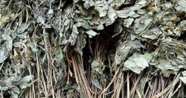 Loại lá đắt đỏ bậc nhất thế giới, chỉ có duy nhất ở Việt Nam, giá tới 150 triệu đồng/kg