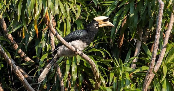 Khảo sát suốt nửa năm, phát hiện 27 "báu vật" lạ ở Vườn quốc gia Bái Tử Long: Một số cực quý hiếm, đang bên bờ tuyệt chủng