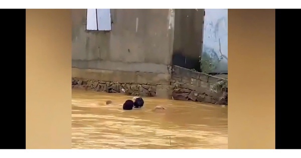 Clip: Nín thở trước hình ảnh người đàn ông lao ra cứu em học sinh lớp 7 giữa dòng nước xiết