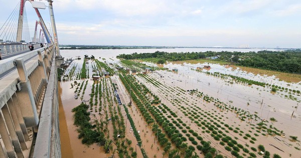 Nước sông Hồng dâng cao nhấn chìm vườn đào quất, nông dân Hà Nội lo mất Tết
