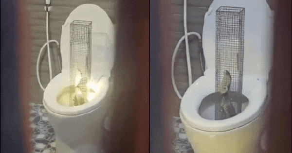 Kinh hãi: Rắn hổ mang dài 1,3m trồi lên từ bồn cầu nhà dân ở Hưng Yên