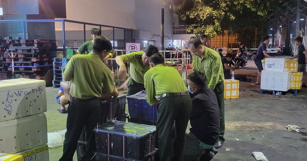 “Kho chim” bí ẩn gần sân bay: Phát hiện 500 con cu ngói không giấy tờ