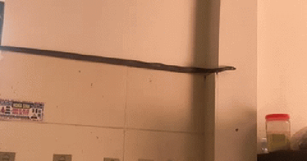 Chủ nhà ở Phú Thọ kinh hãi khi thấy rắn dài hơn 1m bò trong bếp, khoảnh khắc rơi xuống khiến ai nấy đứng tim