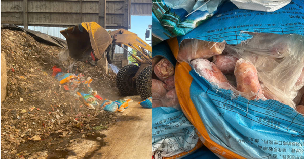 Quảng Ninh: Kinh hoàng xe tải chở 300kg chân lợn đang phân hủy, chuẩn bị tuồn ra thị trường