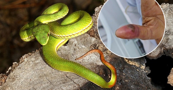 Vừa đưa tay lấy bàn chải, người đàn ông ở TP.HCM bị rắn lục đuôi đỏ tấn công ngay trong nhà vệ sinh