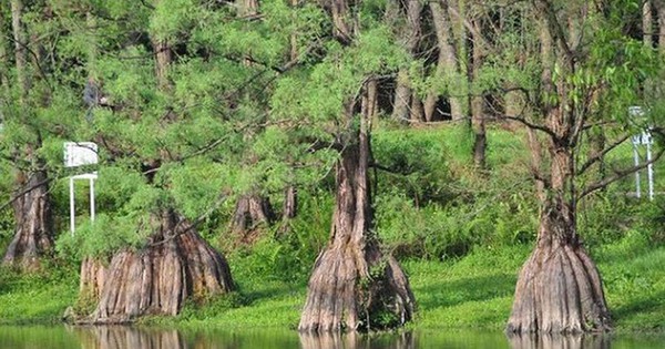 Loài cây quý hiếm bậc nhất hành tinh, cả thế giới chỉ 3 quốc gia sở hữu, trong đó có Việt Nam