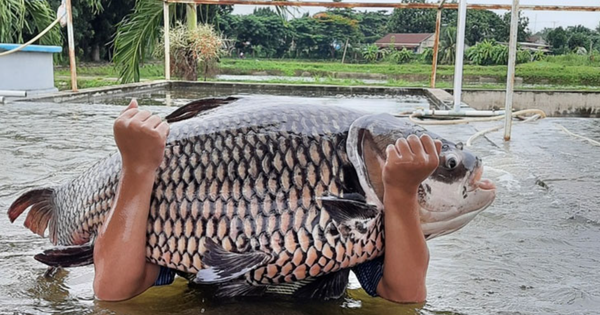 “Thủy quái” vùng Mê Kông có nguy cơ tuyệt chủng: Việt Nam có đột phá trong bảo tồn loài “vua cá”