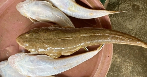 Loại cá "nhà nghèo" nhưng là đặc sản mang hương vị đậm đà được dân sành ăn săn lùng