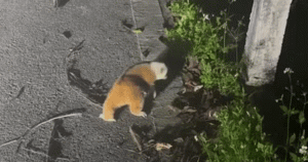 Bắt gặp cá thể đáng yêu chạy qua đường, cô gái không ngờ đó là động vật nguy cấp, quý hiếm