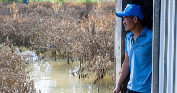 Quặn lòng nhìn hàng nghìn gốc đào Nhật Tân ngập úng, chết như ngả rạ: Mất Tết rồi!
