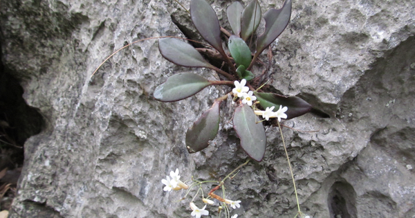 “Viên ngọc” quý thế giới chỉ Việt Nam có, nguy cơ tuyệt chủng trong tự nhiên