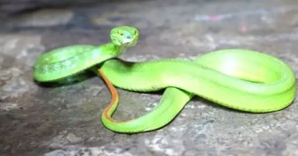 Nhiều gia đình ở TPHCM hoảng hồn khi rắn cực độc bò vào nhà