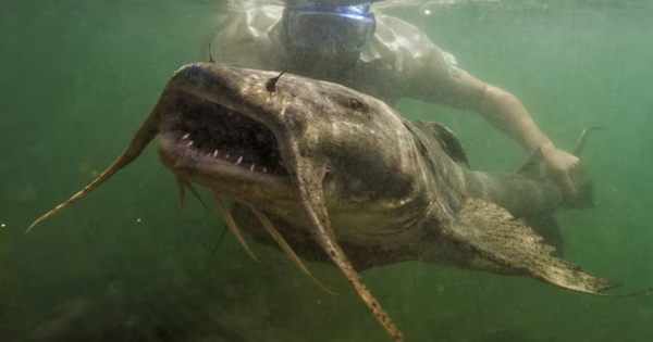 Giải mã “thủy quái” hung dữ dưới đáy sông Đà: Bảo vật tiến vua, giá đắt đỏ có tiền cũng khó mua