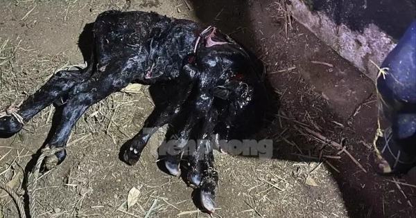 Nhiều người kéo đến xem bò sinh ra bê có 6 chân ở Quảng Ngãi