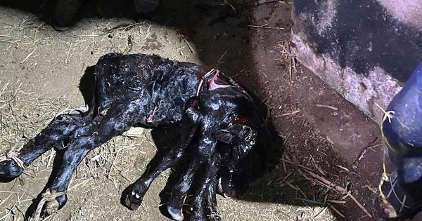 Lạ lùng bò mẹ sinh bê con 6 chân ở Quảng Ngãi