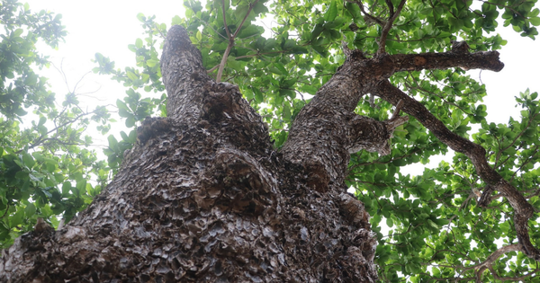 Những “cụ bàng” trăm tuổi trụ vững giữa gió biển Côn Đảo: Vì sao có thể sống lâu đến vậy?